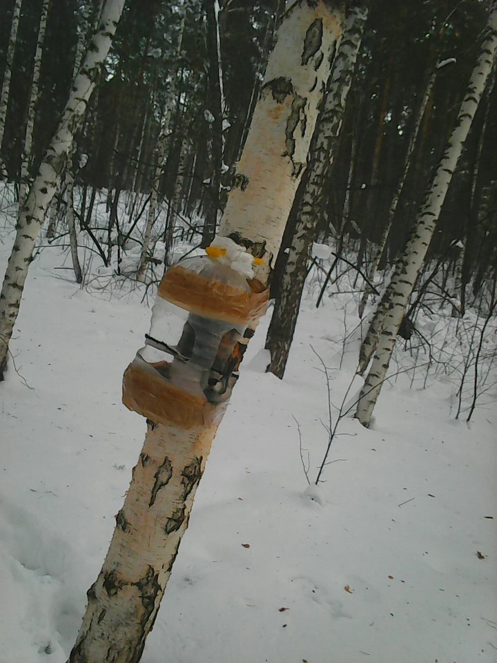 Интересное наблюдение за птицами у кормушки