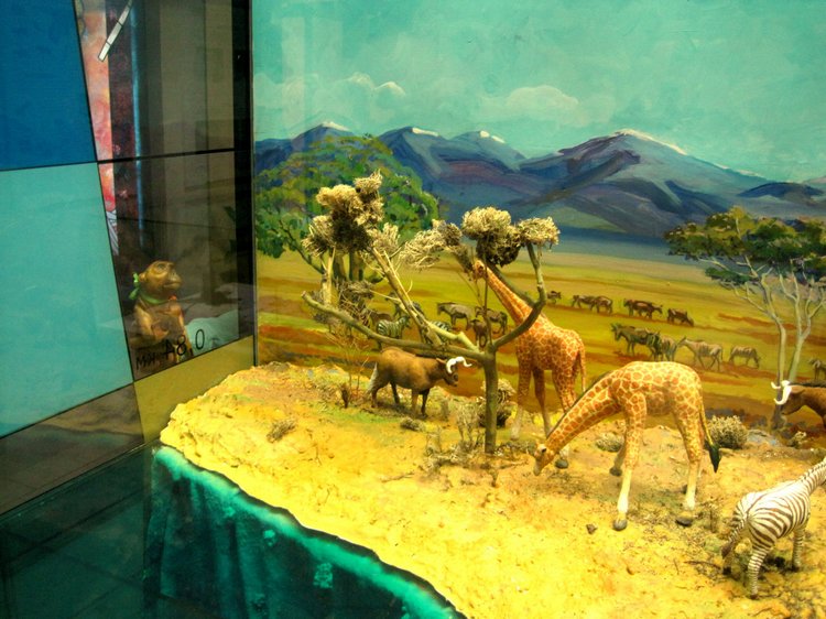 День в музее. Анжела в Государственном Дарвиновском музее