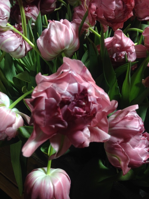 Поздравление с 8 Марта или "Репетиция весны в аптекарском огороде"