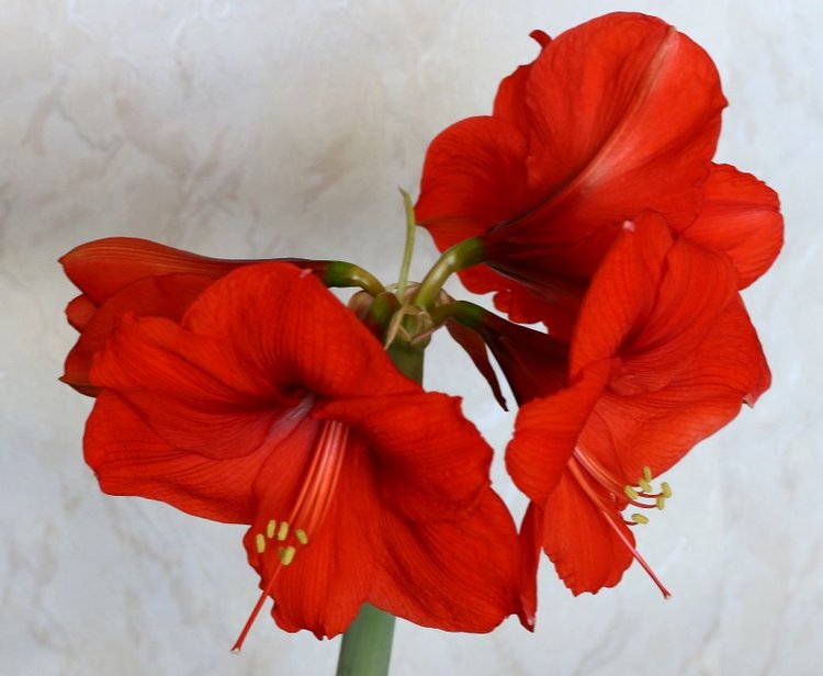 Маленькие мышки и большие прекрасные цветы