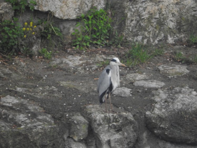 Любителям птиц. Серая цапля Словении