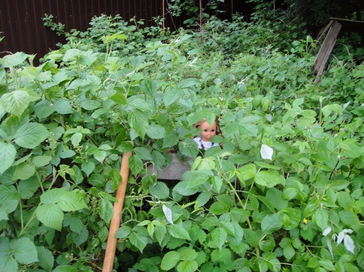 Как Шарлотта ездила на дачу