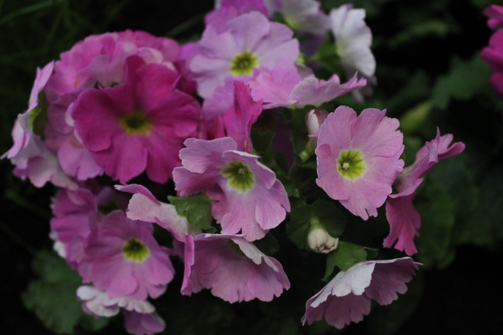 По Германии: весна в Лейпциге